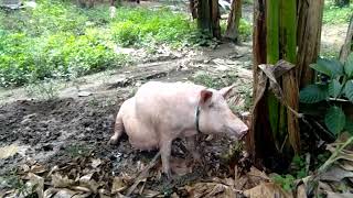 HALOS 2 WEEKS HINDI KUMAIN backyardfarmingbaboyangwalangamoypig [upl. by Quartis119]