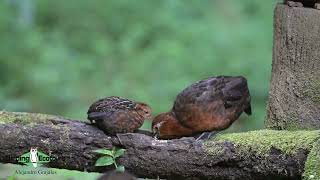 Chestnut Wood Quail  Colombia birding tour [upl. by Aihsek221]