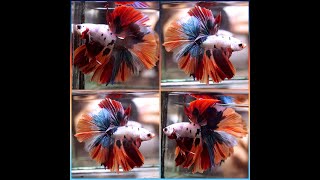 Betta Fish DRAGON NEMO BLUE METALLIC Rosetail Halfmoon Male P373 [upl. by Nylirehc]