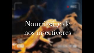 NOURRISSAGE DE NOS INSECTIVORES [upl. by Anrim713]