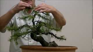 Demo op een Yamadori Larix decidua 1 [upl. by Tayler836]