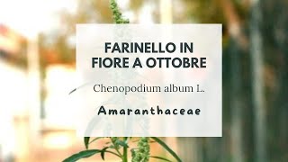 LA QUINOA CHE TI CRESCE GRATIS IN GIARDINO  Chenopodium album L  Farinello  White goosefoot [upl. by Inavoy]