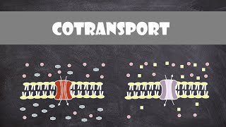 Cotransport  Cell Biology [upl. by Reeves187]