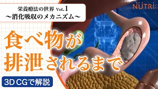 栄養療法の世界Vol1 消化吸収のメカニズム〈3D CG解説〉－食べ物が排泄されるまで－ [upl. by Tam586]