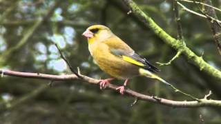 Greenfinch Singing [upl. by Enriqueta]