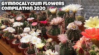 Gymnocalycium Flowers cactus plant in my collection  Gymno blooms  Cactus Flower  2020 [upl. by Nnov778]