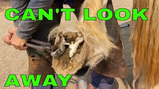 Best Horse Hoof Trim Ever [upl. by Frederiksen793]