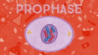 Meiosis 1  Prophase1  Leptotene  Zygotene  Pachytene  Diplotene  Diakinesis [upl. by Sillert]