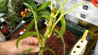 How to clone orchids with keiki paste [upl. by Eatnhoj]