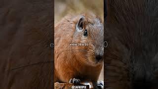 Datos y curiosidades sobre el Gundi Ctenodactylidae  SafariPix [upl. by Aem]