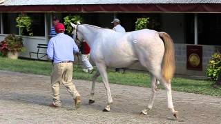 Inside Yearling Sales Prep At The Sales [upl. by Arinayed]