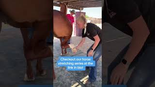 Equine Chiropractic Hip Adjustment Chiropractor Dr Alex Micek  Equine Stretching Masterclass Link [upl. by Argela]