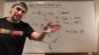 Isoelectric pH amp Seeing How Amino Acids Look at Various pHs [upl. by Bettye]