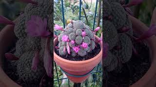 Rebutia steinbachii suculents suculentas cactos [upl. by Alburg]