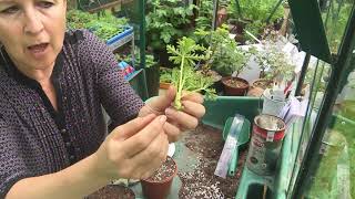 Softwood stem cuttings of Pelargonium zonale Propagation RHS level 2 [upl. by Natalie13]