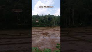 Apa benar sawah ini punya kakeknya Sung Gokong Yang hidup sejahtera bersama kicauan burung disana [upl. by Artemas]