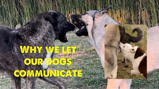 Dog communication is critical for our livestock guardian dogs and border collies [upl. by Enirahtak]