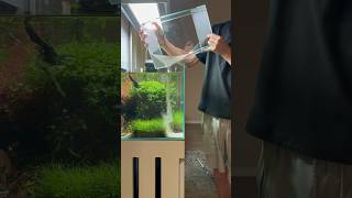 Changes aquascape plantedtank aquarium aquascaping youtubeshorts [upl. by Ilysa122]