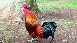 Rooster Crowing Compilation Plus  Rooster crowing sounds Effect 2024 [upl. by Amitarp]