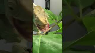 Chameleon prey snail😱🦎lizard ytshorts [upl. by Yahc]