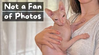 Things You Should Know Before Getting a Sphynx Cat  The Cat Butler [upl. by Ileek]