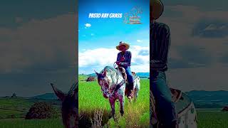 PASTO RAY GRASS LA MEJOR OPCOON PARA TU CABALLO parientesdelrancho martinloza [upl. by Dietrich611]