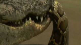 Crocodile vs Python  Croc destroys big python [upl. by Irehc]