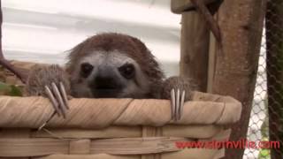 Baby Sloths Squeak for Their Cuddle Partners in Adorable Video [upl. by Marj145]