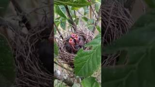 curio cantando selvagem para seus filhotes na natureza cantandomuito cantodecurió cantodepassaro [upl. by Zonnya]