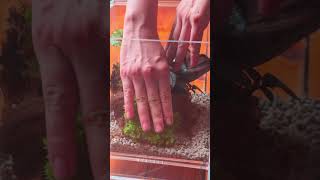 Pileainvolucrata and Saxifraga stolonifera moss insect terrarium DIY tutorial [upl. by Doria]