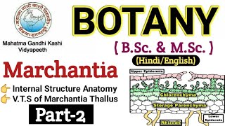 Marchantia  VTS of Marchantia ThallusBSc 1st year BotanyInternal Structure of Marchantia Thallus [upl. by Enra]
