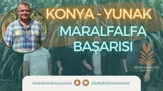 Konya  Yunak Maralfalfa Başarısı  Maralfalfa Turhan Kendirli [upl. by Novyad]