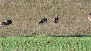 Avutardas en Tierra de Campos Palencia281220 [upl. by Siraf]