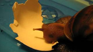 Giant snail eating eggshell [upl. by Lambard]