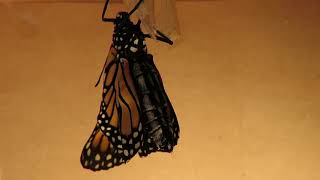 Monarch Butterfly abdomen pumping hemolymph into wings © Denise Motard [upl. by Ailsa576]