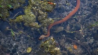 Keelback Snake  Tropidonophis mairii  Carnarvon Gorge [upl. by Pfosi]