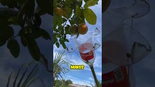 This Guy Makes An Orange Harvesting Tool In 5 minutes [upl. by Ahk]