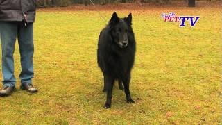 Groenendael  Belgischer Schäferhund Informationen zur Rasse [upl. by Eniamrehc]