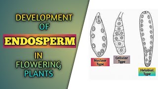 Development of Endosperm in Flowering Plants  Reproduction in Flowering Plants  Class 12th  NEET [upl. by Bopp]