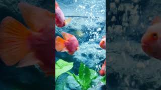 Fun Rhyming Fish Song for Kids  Learn About Fish  Fish Poem for Toddlers kid animals [upl. by Doak]