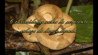 6 curiosidades sobre la serpiente cabeza de lanza dorada [upl. by Scevo]