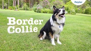 Border Collie Dog Breed Lifespan Temperament amp more  Petplan [upl. by Ytte]