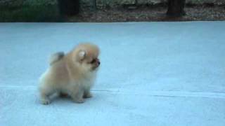 AKC Pomeranian Puppy  Benjamin at 8 weeks old [upl. by Strickler]