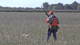 Bird Dog Trial tests dogs hunters [upl. by Latnahc181]