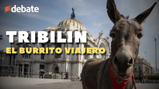 Tribilin el burrito viajero CDMX y todos los lugares que visitó [upl. by Orianna]