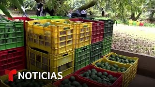 Suspensión de exportación de aguacates preocupa y dispara su precio en México  Noticias Telemundo [upl. by Jemimah]