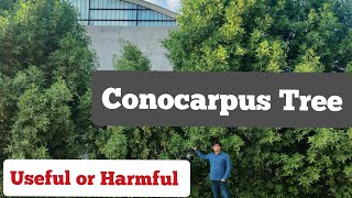 conocarpus Tree detailed information useful or Harmful [upl. by Farnham]