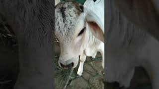 Mini cow short video [upl. by Anileba]