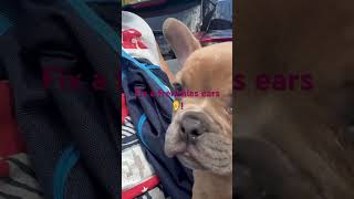 Fix french bulldog ears [upl. by Enilesoj]