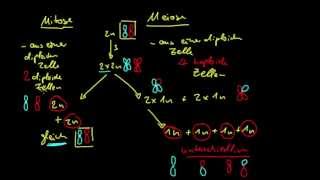 Genetik 3 Unterschied von Mitose und Meiose [upl. by Iney]